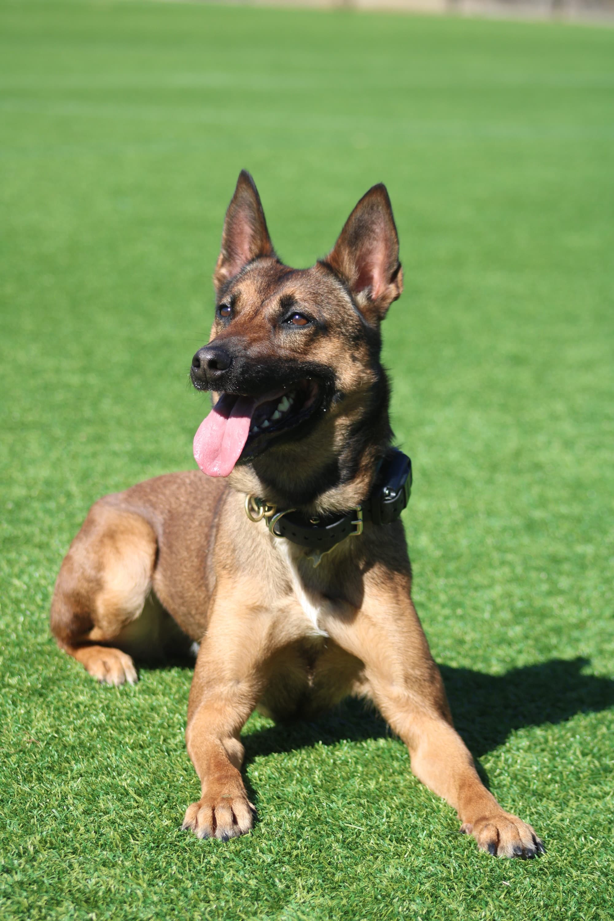 Working dog in a down-stay on grass, alert portrait